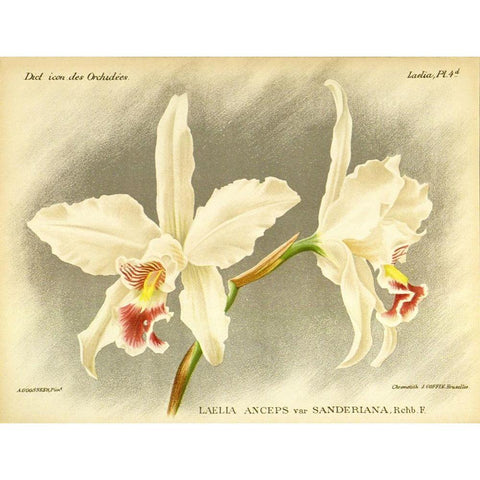 Orchid, Laelia Anceps White Modern Wood Framed Art Print by Goossens, A.