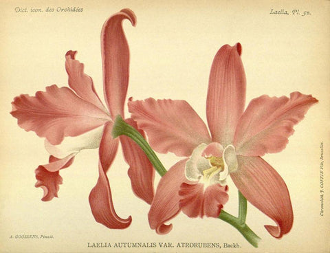 Orchid, Laelia Autumnalis Black Ornate Wood Framed Art Print with Double Matting by Goossens, A.