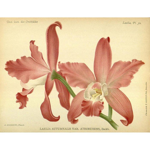 Orchid, Laelia Autumnalis Gold Ornate Wood Framed Art Print with Double Matting by Goossens, A.