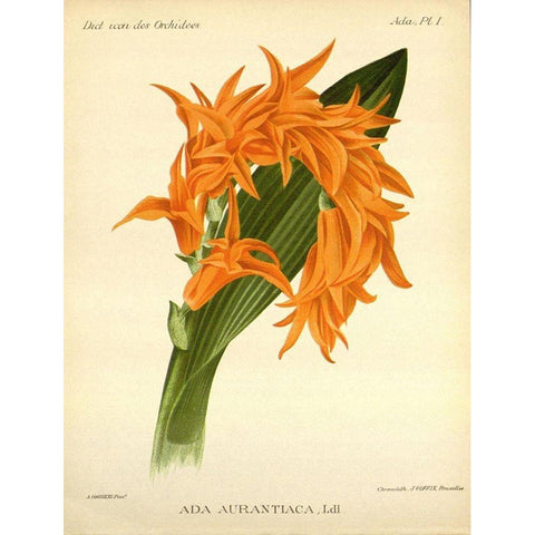 Orchid, Ada Aurantiaca Gold Ornate Wood Framed Art Print with Double Matting by Goossens, A.