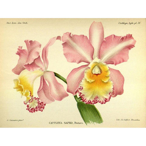 Orchid, Cattleya Sapho Gold Ornate Wood Framed Art Print with Double Matting by Goossens, A.