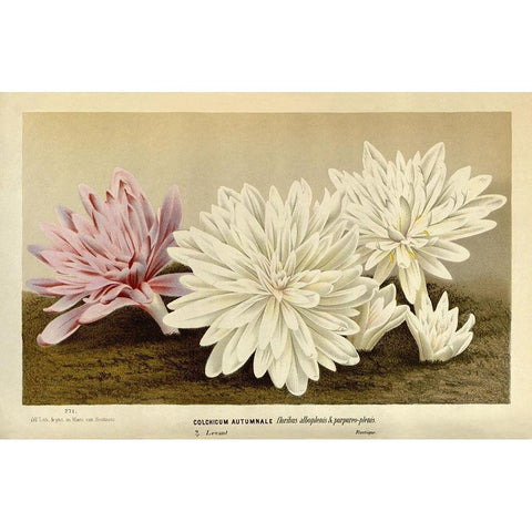 Colchicum Autumnale Gold Ornate Wood Framed Art Print with Double Matting by Van Houtteano. Horto