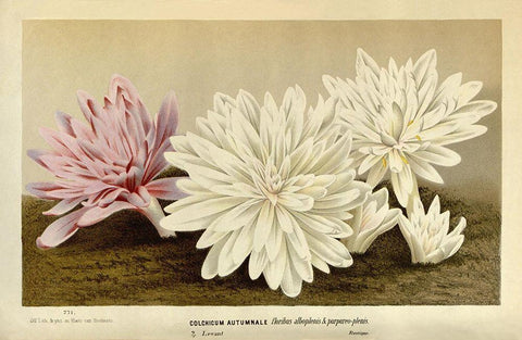 Colchicum Autumnale White Modern Wood Framed Art Print with Double Matting by Van Houtteano. Horto