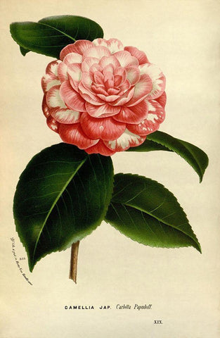 Camelia Japonica Black Ornate Wood Framed Art Print with Double Matting by Anonymous