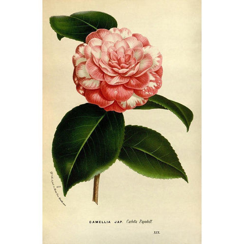 Camelia Japonica Black Modern Wood Framed Art Print by Anonymous