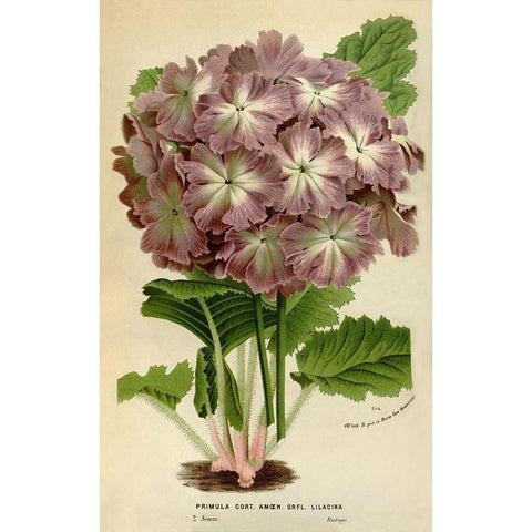 Primula Cort. Black Modern Wood Framed Art Print with Double Matting by Anonymous