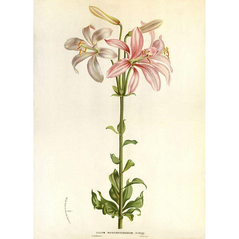 Lilium Washingtonianum Gold Ornate Wood Framed Art Print with Double Matting by Anonymous