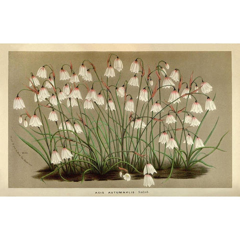 Acis Autumnalis White Modern Wood Framed Art Print by Anonymous