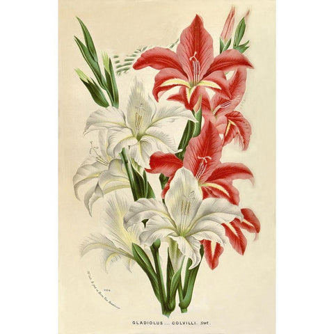 Gladiolus White Modern Wood Framed Art Print by Van Houtteano. Horto