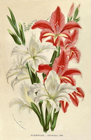 Gladiolus White Modern Wood Framed Art Print with Double Matting by Van Houtteano. Horto