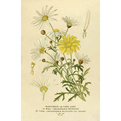 Paris Daisy, Marguerite Gold Ornate Wood Framed Art Print with Double Matting by Anonymous