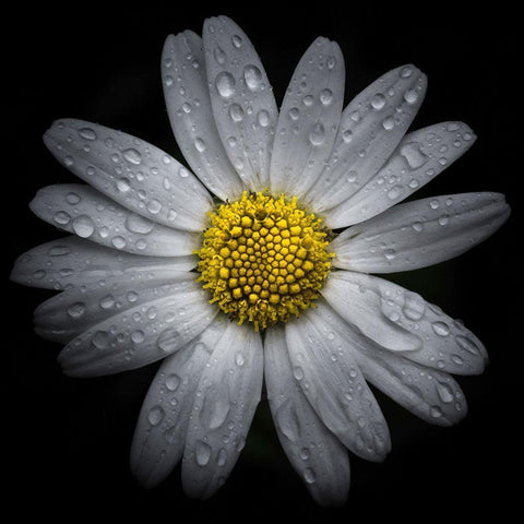 Daisy with Water Droplets White Modern Wood Framed Art Print by Carson, Brian