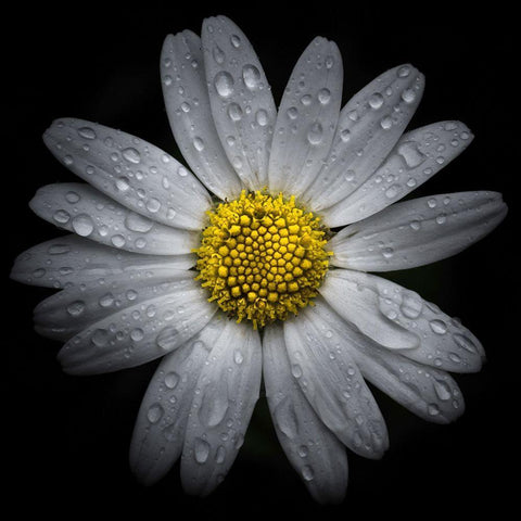 Daisy with Water Droplets White Modern Wood Framed Art Print with Double Matting by Carson, Brian