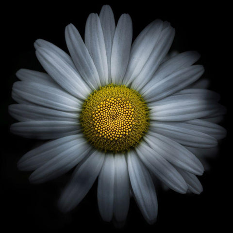 Daisy White Modern Wood Framed Art Print with Double Matting by Carson, Brian