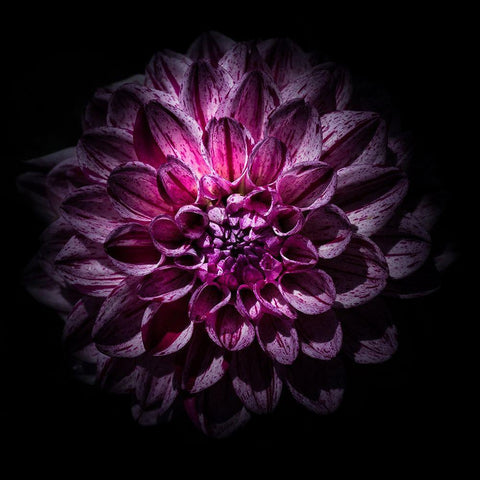 Purple Dahlia Black Modern Wood Framed Art Print with Double Matting by Carson, Brian