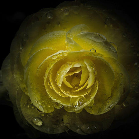 Yellow Rose with Water Droplets White Modern Wood Framed Art Print with Double Matting by Carson, Brian
