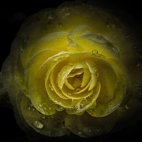 Yellow Rose with Water Droplets Black Modern Wood Framed Art Print by Carson, Brian
