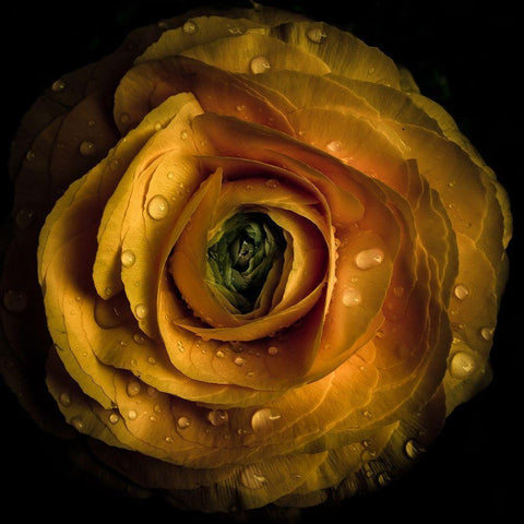 Golden Yellow Rose Gold Ornate Wood Framed Art Print with Double Matting by Carson, Brian