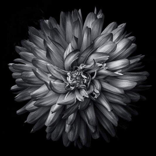 Image Only