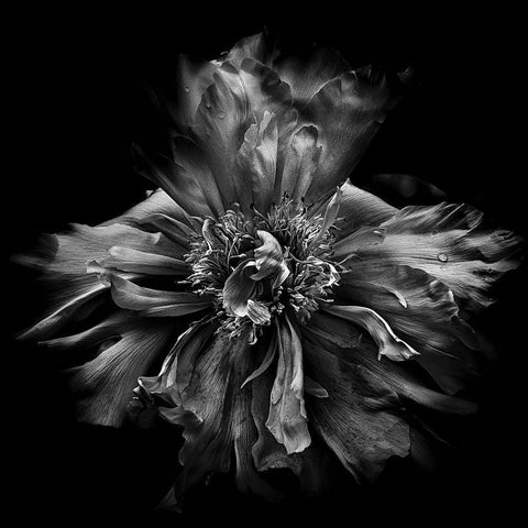 Dynamic Petals Black Modern Wood Framed Art Print by Carson, Brian