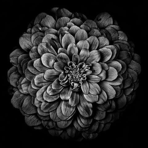 Black and White Chrysanthemum Black Modern Wood Framed Art Print by Carson, Brian
