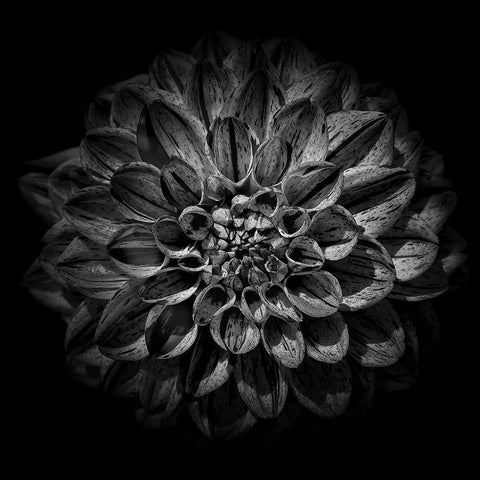 Black and White Dahlia  Gold Ornate Wood Framed Art Print with Double Matting by Carson, Brian