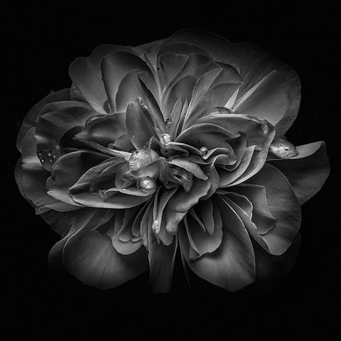 Black and White Petals II White Modern Wood Framed Art Print by Carson, Brian