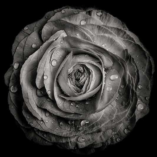 Image Only