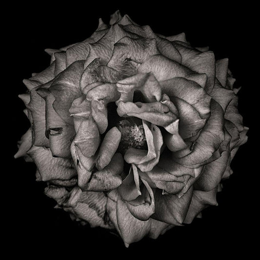 Image Only