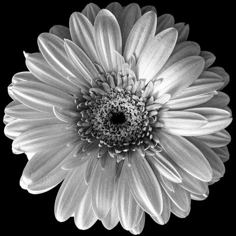 Black and White Gerbera Gold Ornate Wood Framed Art Print with Double Matting by Graciet, Stephane