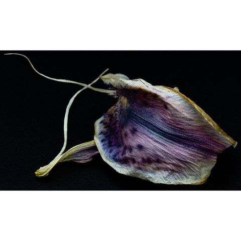 Lily Petal White Modern Wood Framed Art Print by Graciet, Stephane