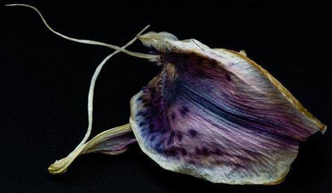 Lily Petal Black Ornate Wood Framed Art Print with Double Matting by Graciet, Stephane