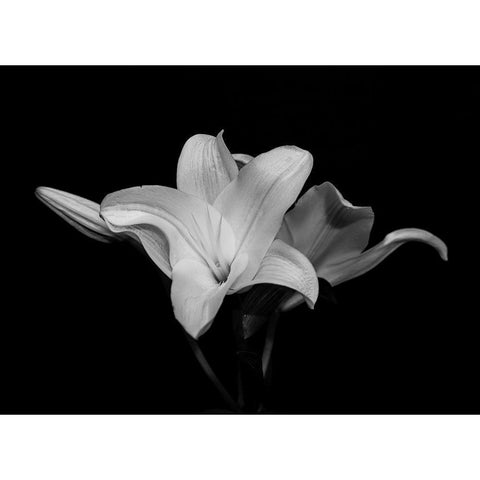 White Lily White Modern Wood Framed Art Print by Graciet, Stephane