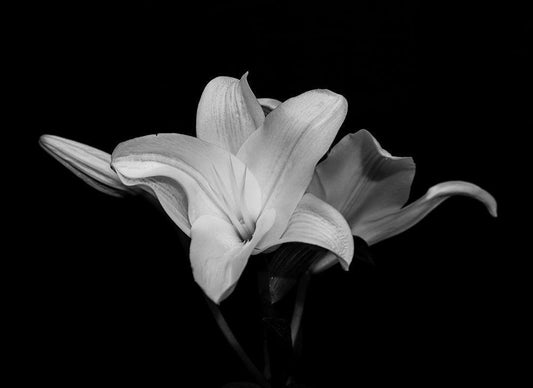 Image Only