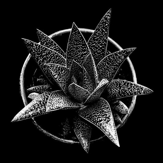 Image Only