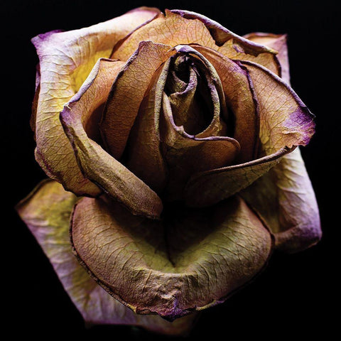 Colorful Rose White Modern Wood Framed Art Print with Double Matting by Graciet, Stephane