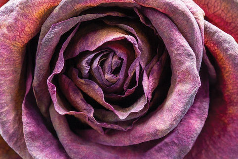 Purple Rose White Modern Wood Framed Art Print with Double Matting by Graciet, Stephane