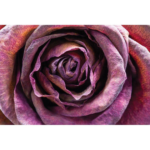 Purple Rose Black Modern Wood Framed Art Print with Double Matting by Graciet, Stephane