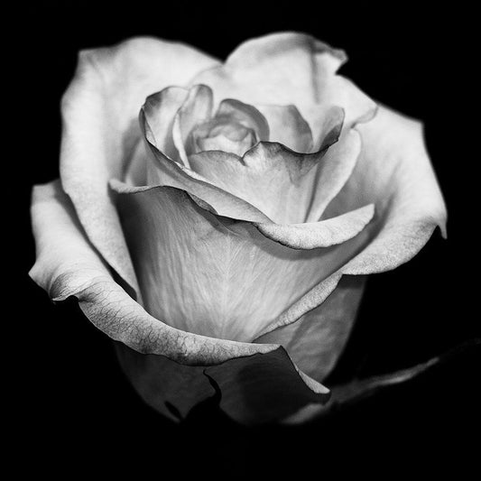 Image Only
