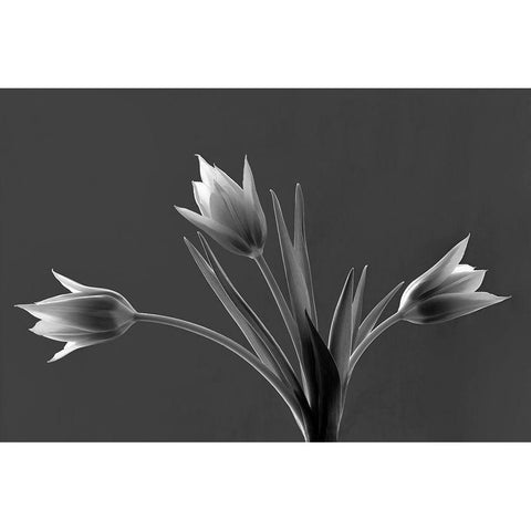 Tulip Trio White Modern Wood Framed Art Print by Frates, Dennis