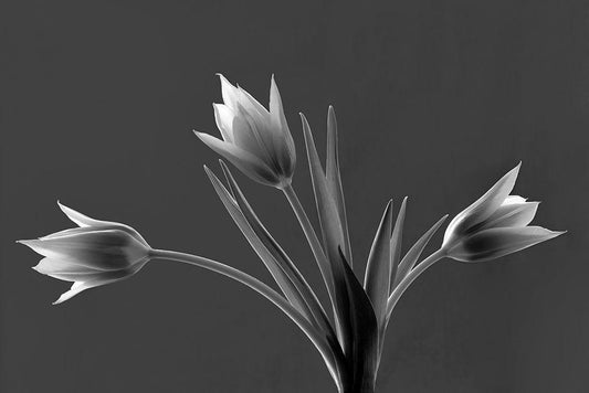 Image Only
