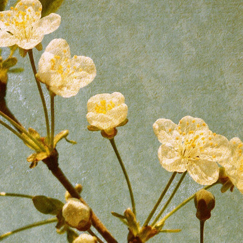 Blossoming Branch Gold Ornate Wood Framed Art Print with Double Matting by Anonymous