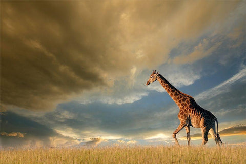 Giraffes, African Skies White Modern Wood Framed Art Print with Double Matting by Anonymous