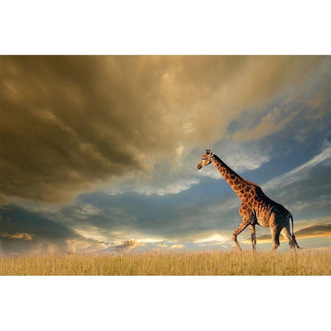 Giraffes, African Skies Black Modern Wood Framed Art Print with Double Matting by Anonymous