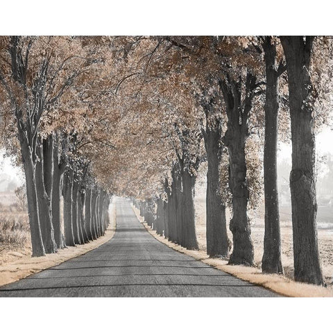 Road Through Tree Alley Gold Ornate Wood Framed Art Print with Double Matting by Anonymous