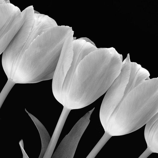 Image Only