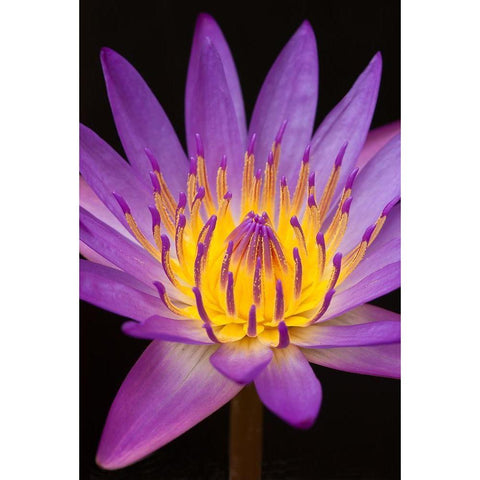 Violet Lotus Black Modern Wood Framed Art Print with Double Matting by Anonymous