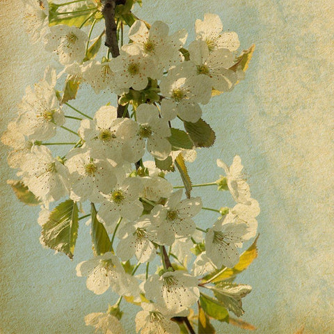 Spring Bloom White Modern Wood Framed Art Print by Anonymous