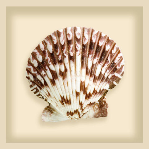 Radial Seashell White Modern Wood Framed Art Print with Double Matting by Anonymous