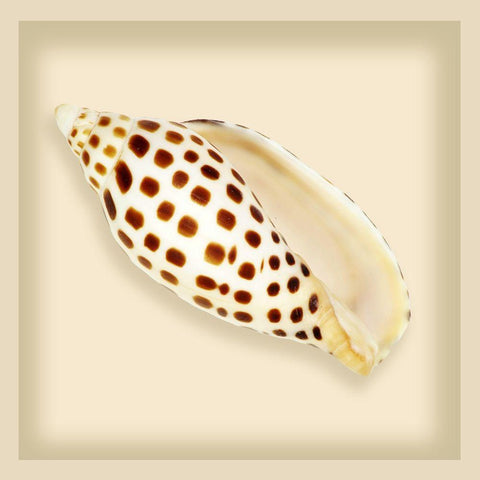 Leopard Shell White Modern Wood Framed Art Print with Double Matting by Anonymous